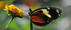 Butterfly World