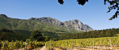 Stellenbosch Wine Routes