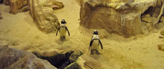 Two Oceans Aquarium