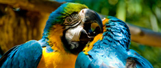 World of Birds